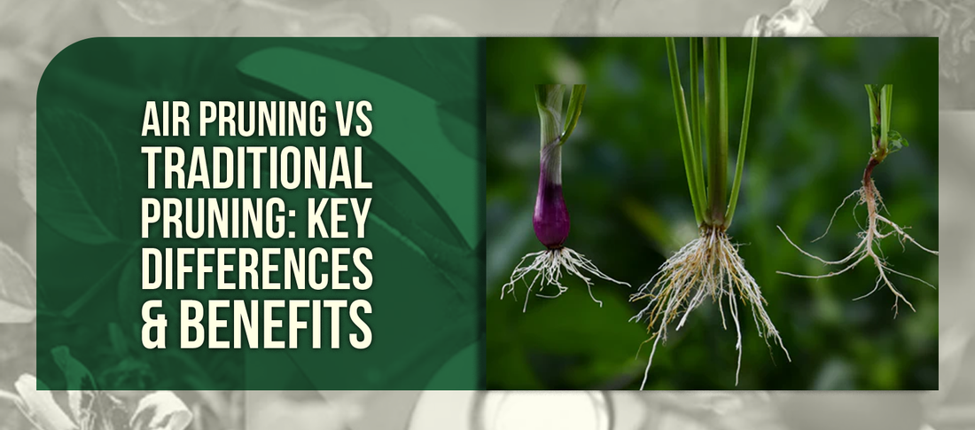 Air Pruning vs Traditional Pruning: Key Differences & Benefits