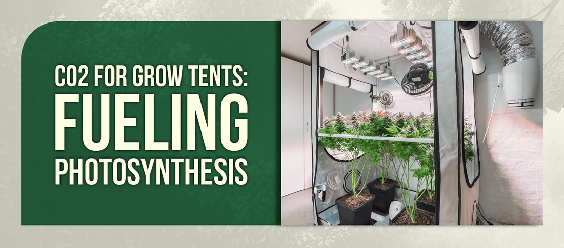 CO2 for Grow Tents: Fueling Photosynthesis
