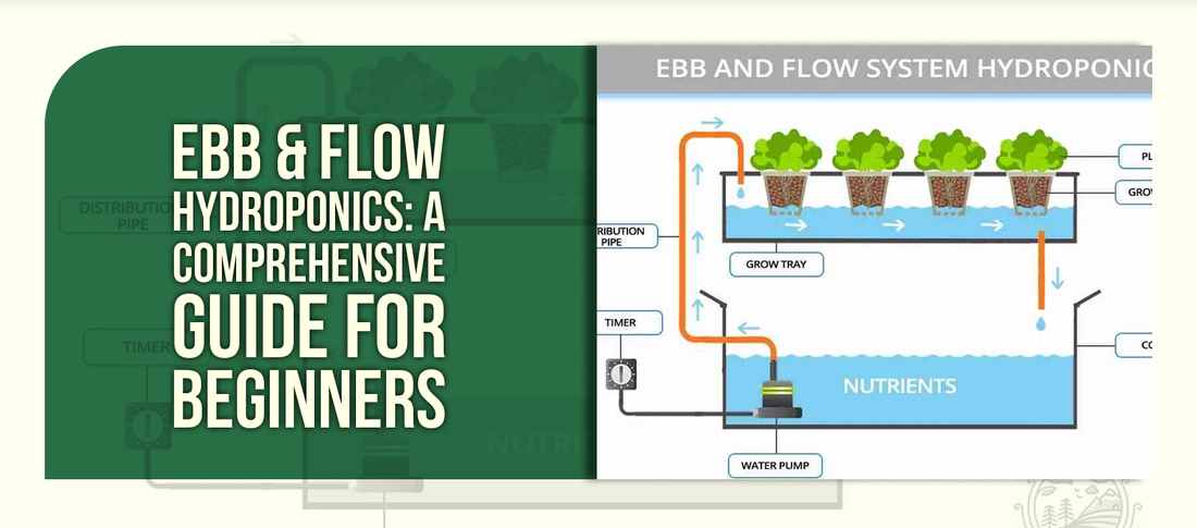 Ebb & Flow Hydroponics: A Comprehensive Guide for Beginners