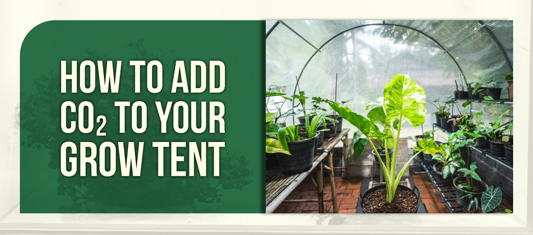 How to Add CO₂ to Your Grow Tent