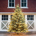 Park Hill Collection Tree Lot 12' Park Hill Blue Spruce Christmas Pine Tree LED Lights - XPQ82167