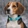 air tag chien