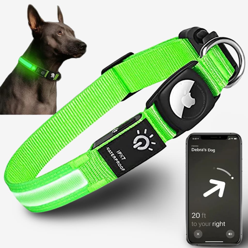 balise-gps-chien