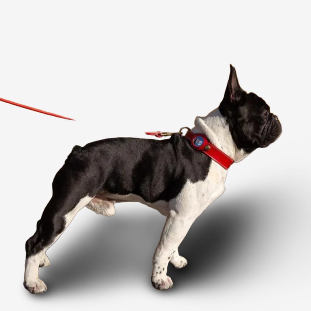 airtag-chien