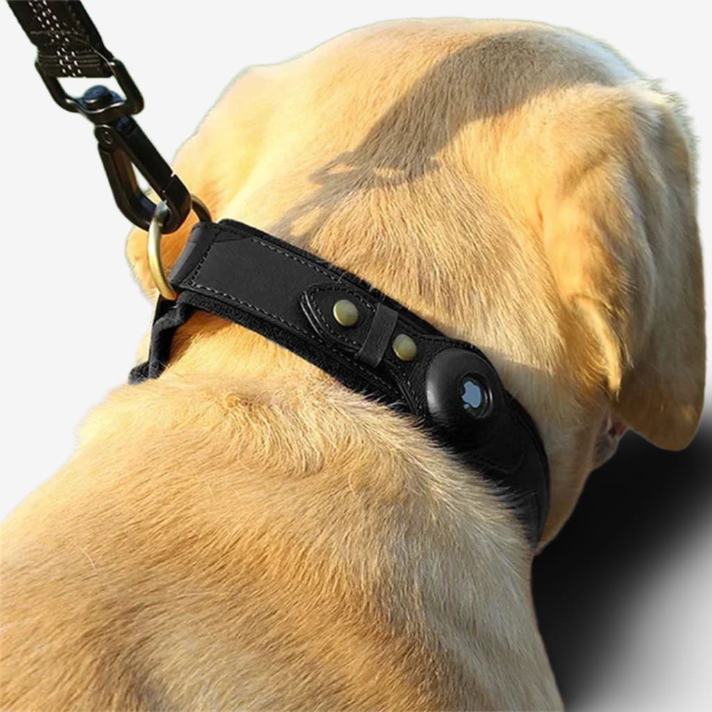 medaille-gps-chien