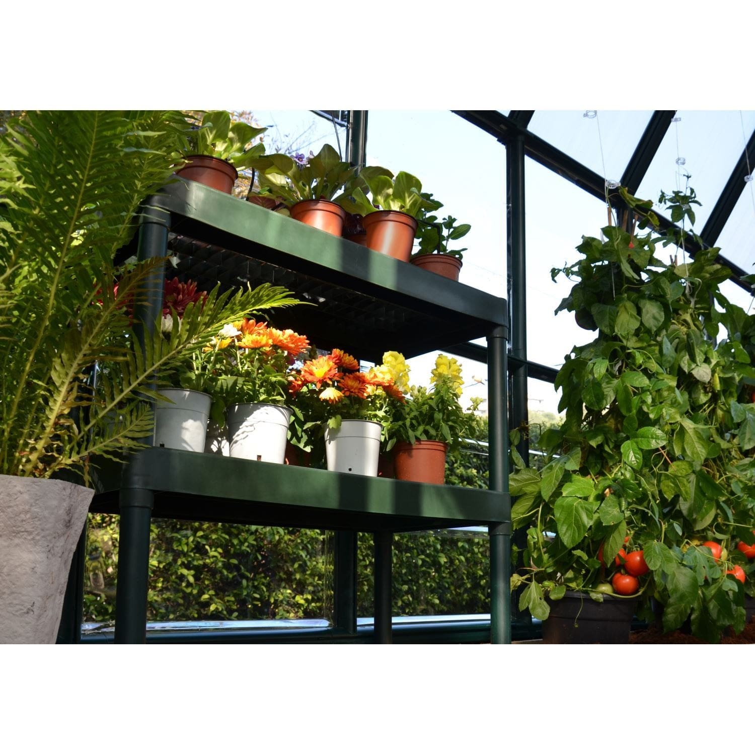Palram - Canopia | 8x8 Ft Prestige Diffused Greenhouse Kit Package - Green With 6mm Twin-wall Polycarbonate Glazing - HG7308