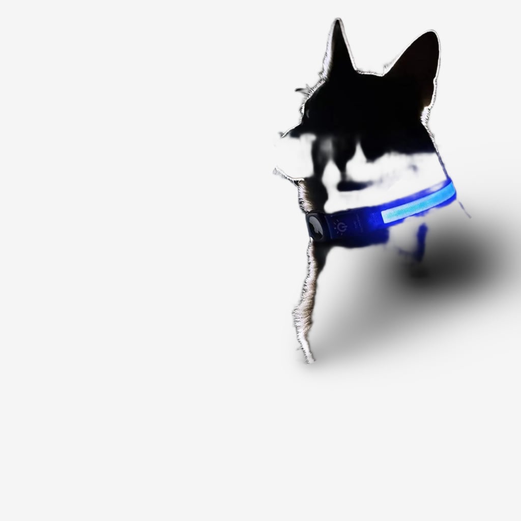 balise-gps-chien