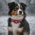 traceur chien sans abonnement