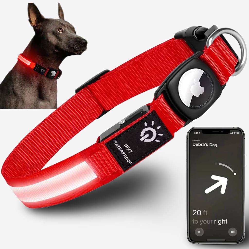 balise-gps-chien
