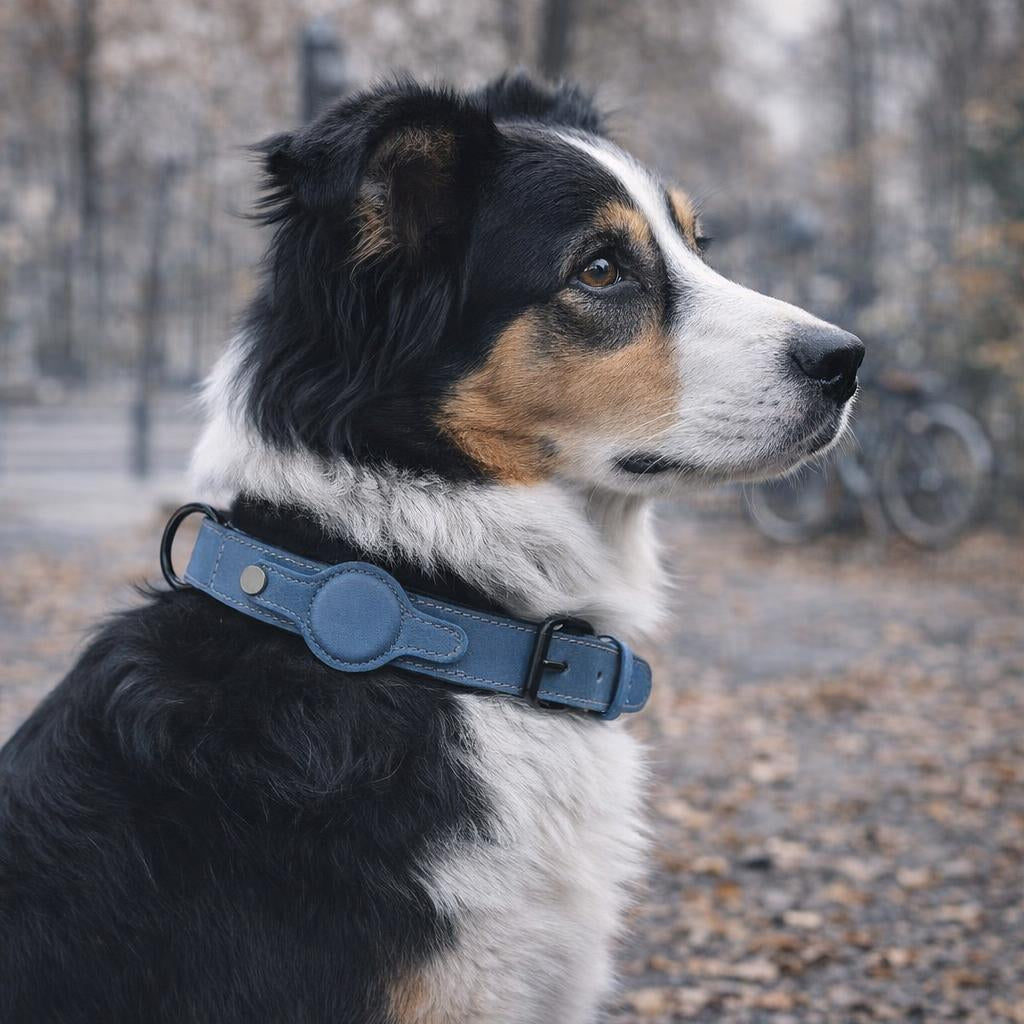 traqueur-chien